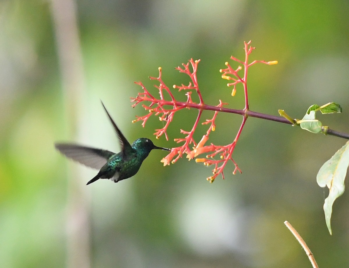 Blue-tailed Emerald - ML470609441
