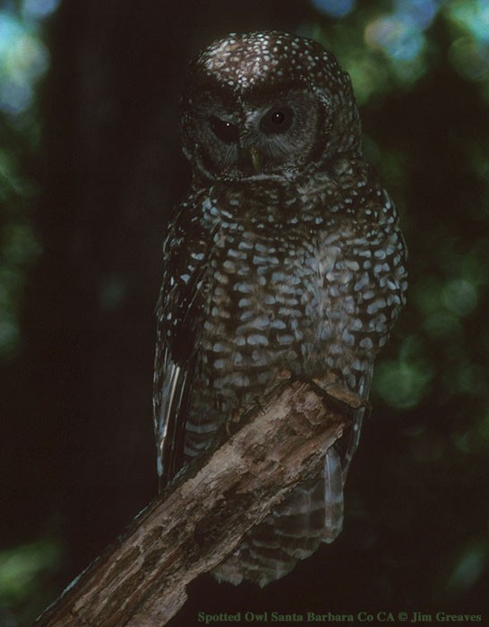 Spotted Owl (California) - ML470615521