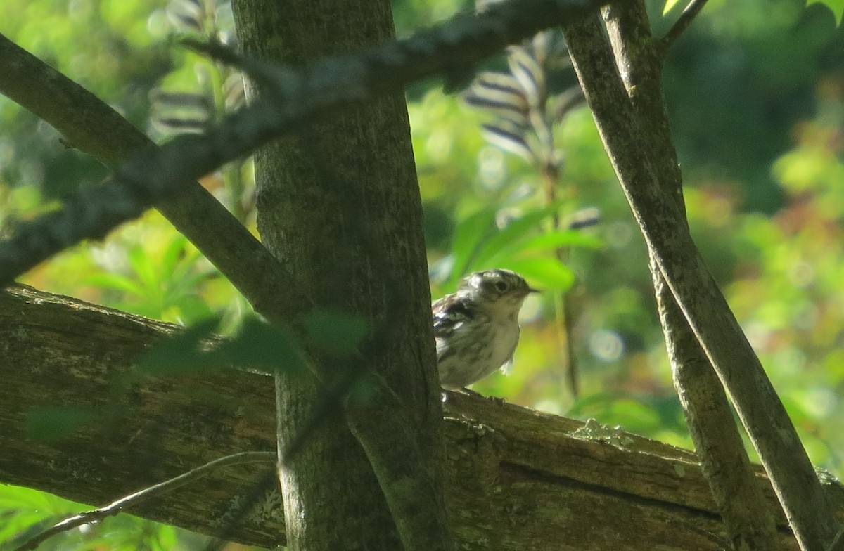 Black-and-white Warbler - ML470617041