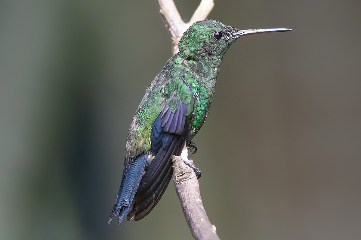 kolibřík blýskavý - ML470618391