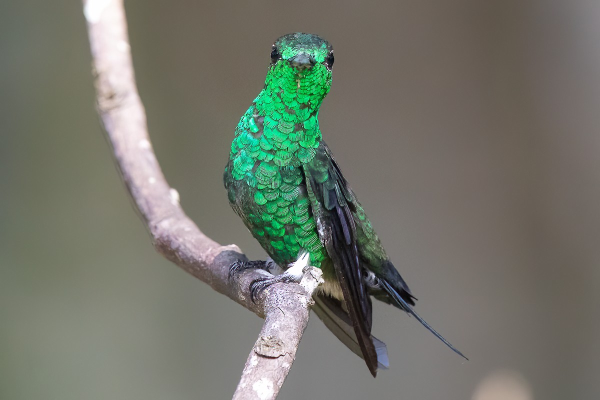 kolibřík blýskavý - ML470618401