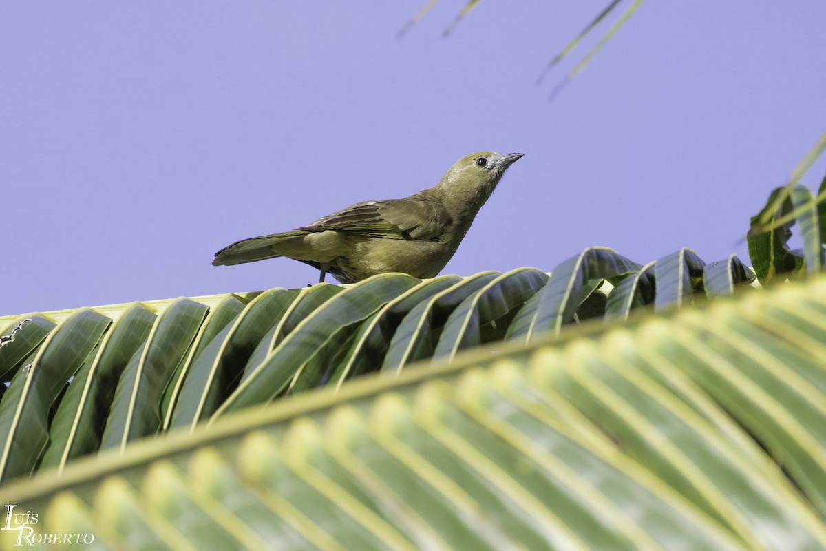 Palm Tanager - ML470618421