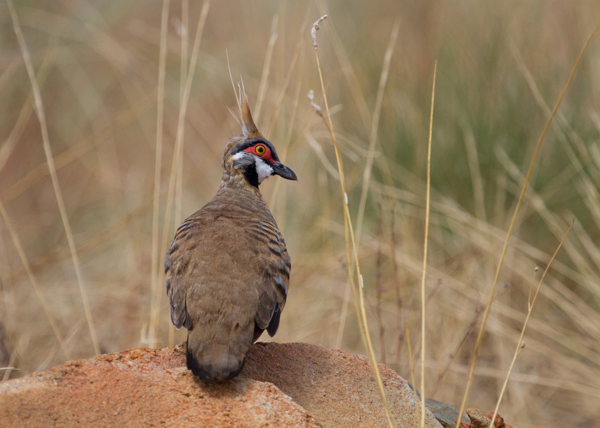 Spinifex Pigeon - ML47062001