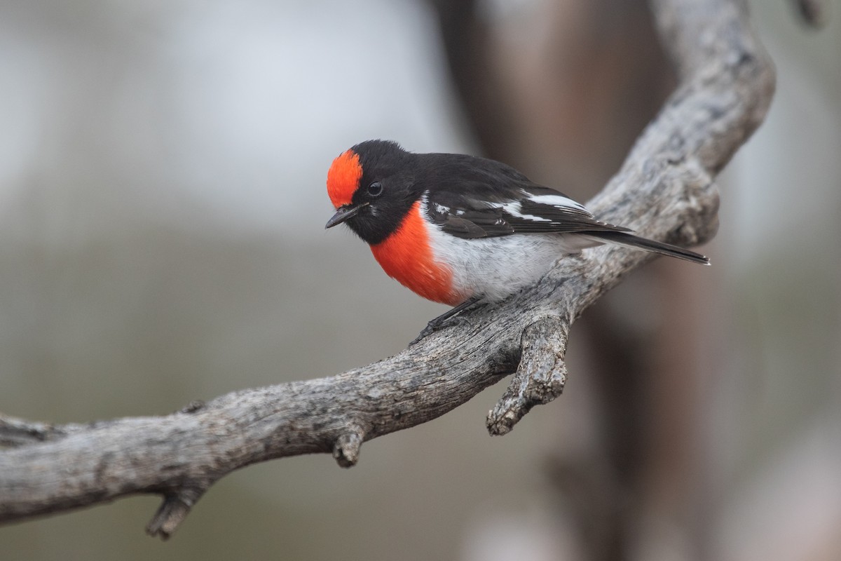 Red-capped Robin - ML470621671