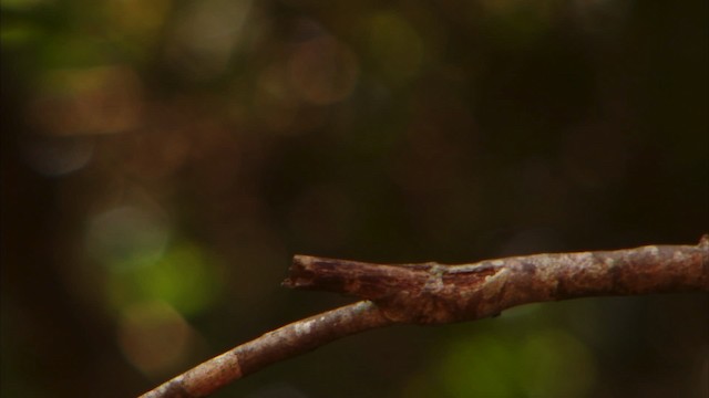 Blue-bearded Bee-eater - ML470624