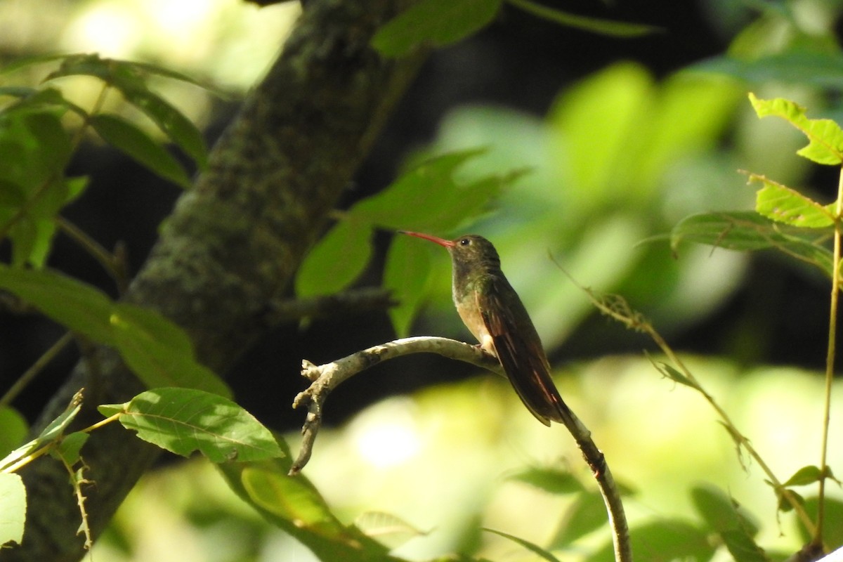 Buff-bellied Hummingbird - ML470625201