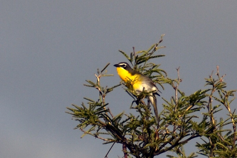 Yellow-breasted Chat - ML470629271