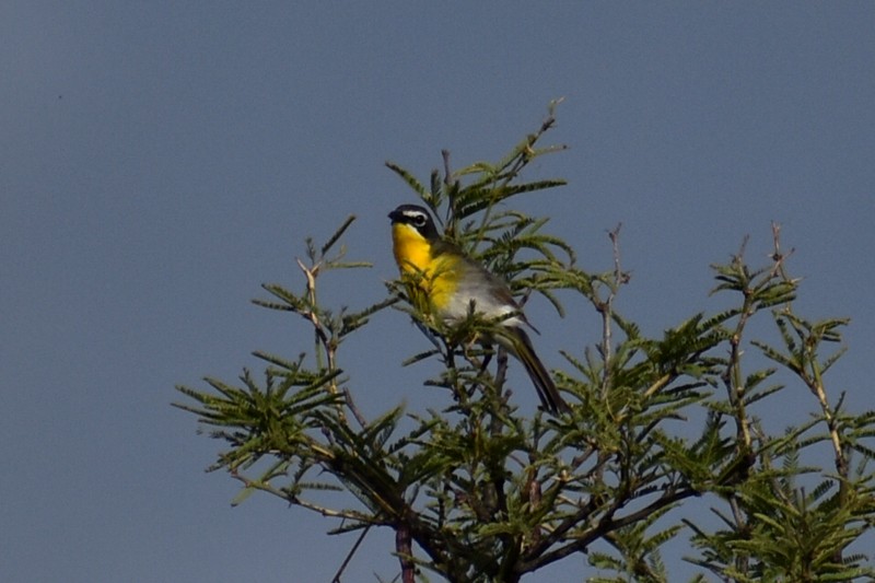 Yellow-breasted Chat - ML470629281