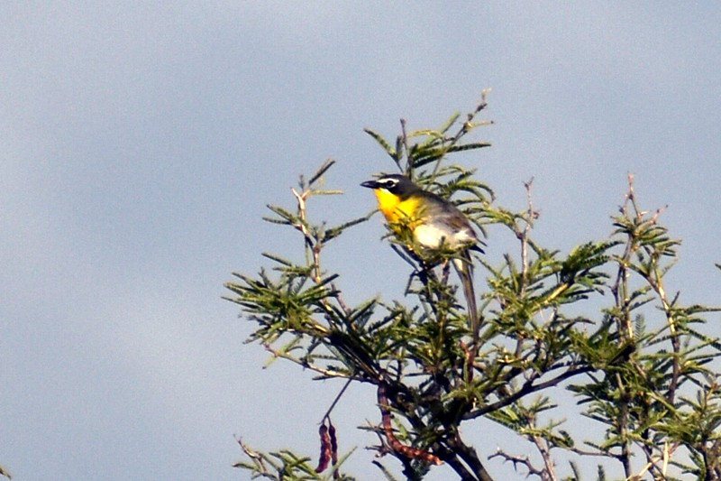 Yellow-breasted Chat - ML470629291