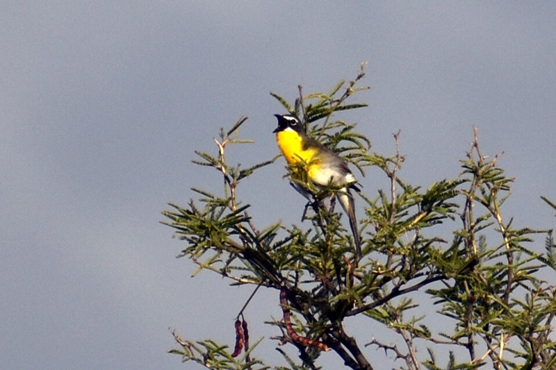Yellow-breasted Chat - ML470629301