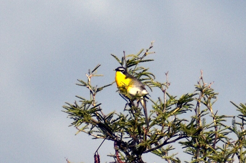 Yellow-breasted Chat - ML470629311