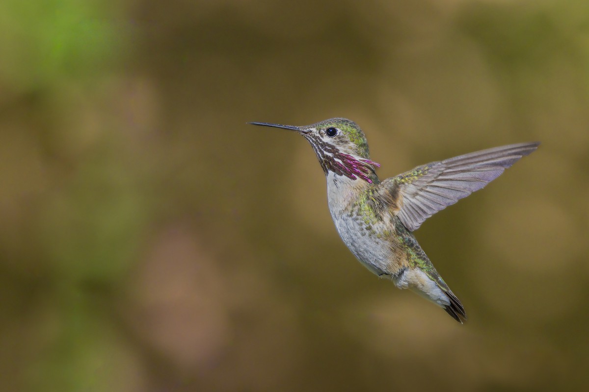 Calliope Hummingbird - Fernando Ortega