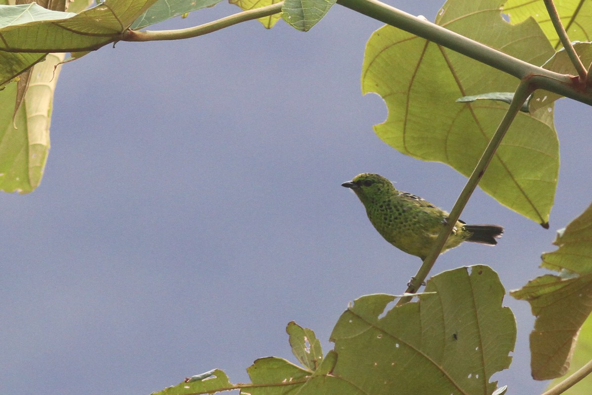 Yellow-bellied Tanager - ML47063111