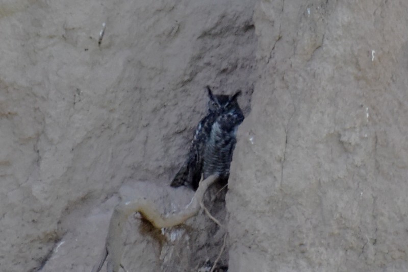 Great Horned Owl - ML470631371