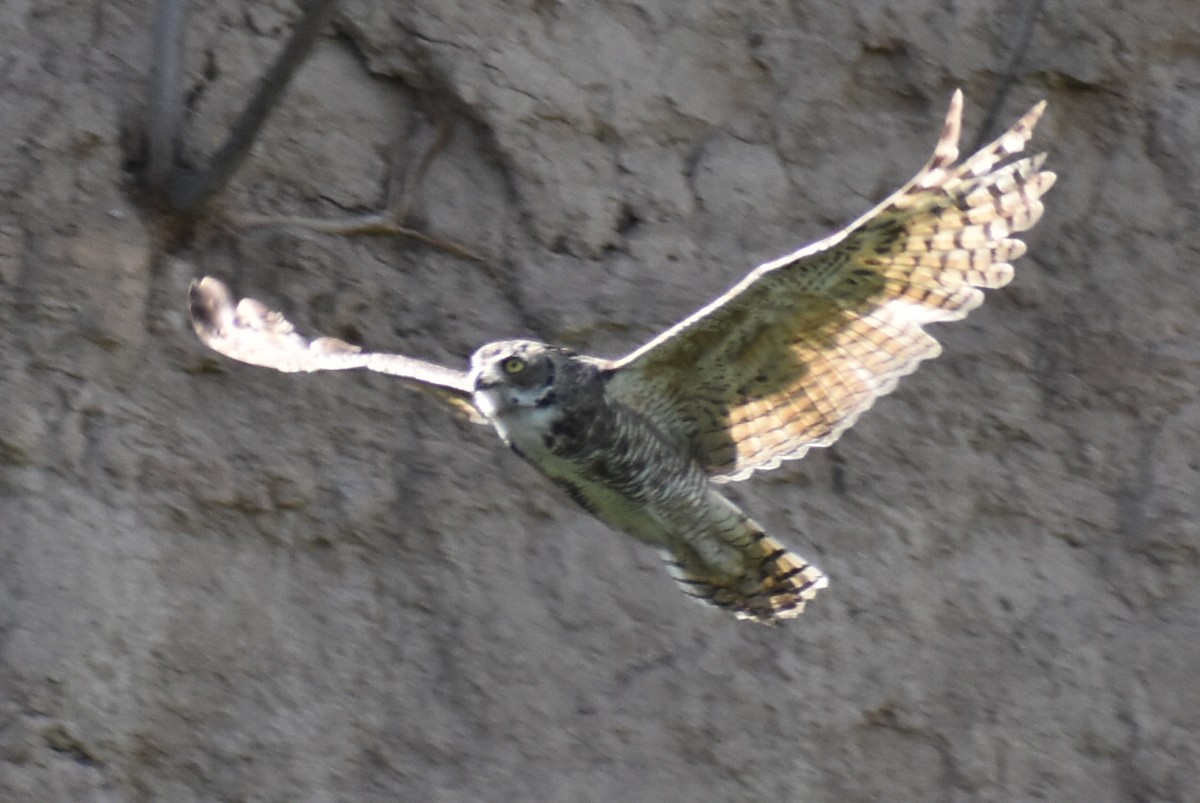 Great Horned Owl - ML470631401