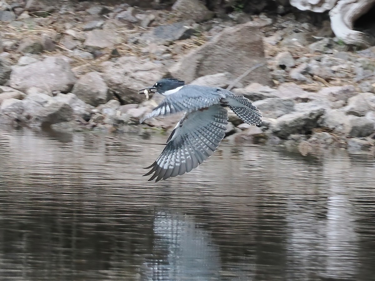 Belted Kingfisher - ML470632281