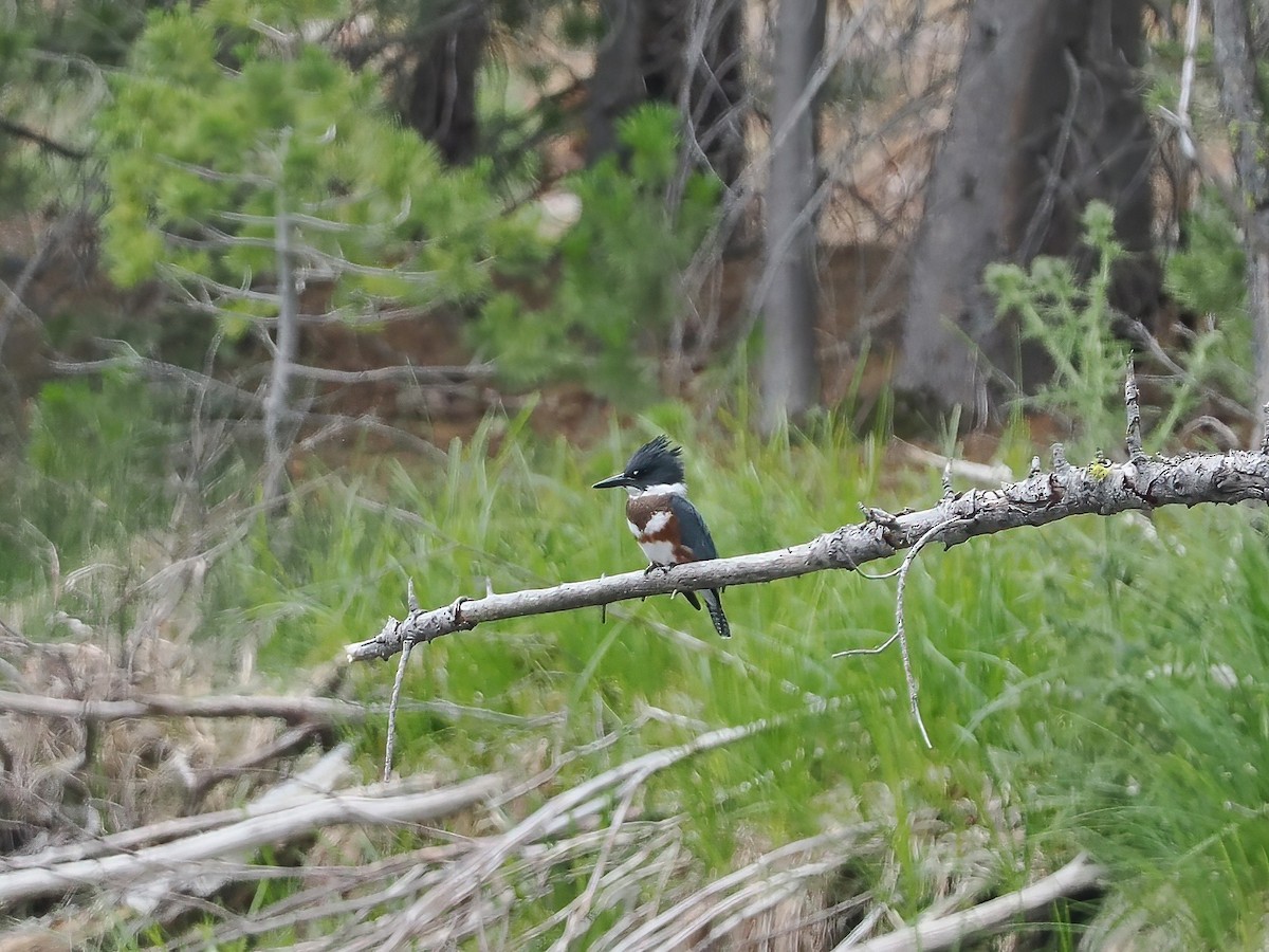 Belted Kingfisher - ML470632401