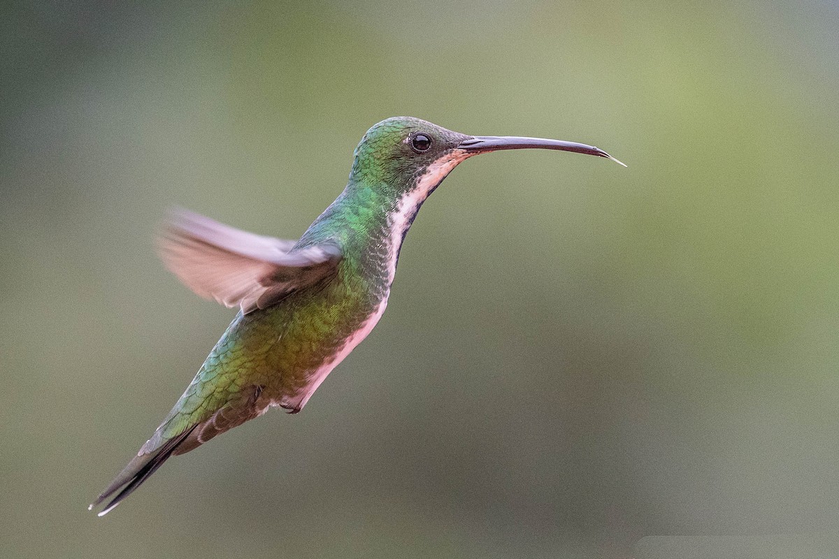 kolibřík tropický - ML470639301