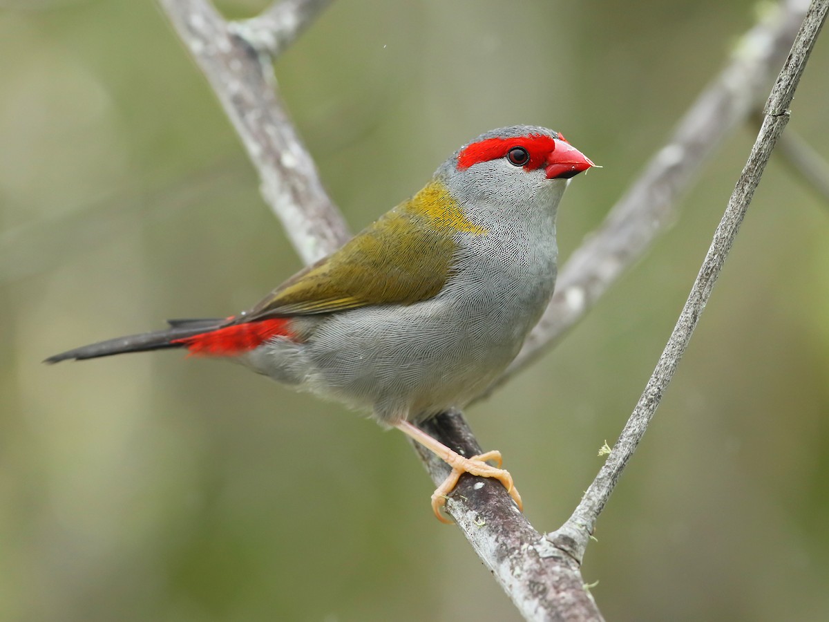 Red-browed Firetail - Neochmia temporalis - Birds of the World
