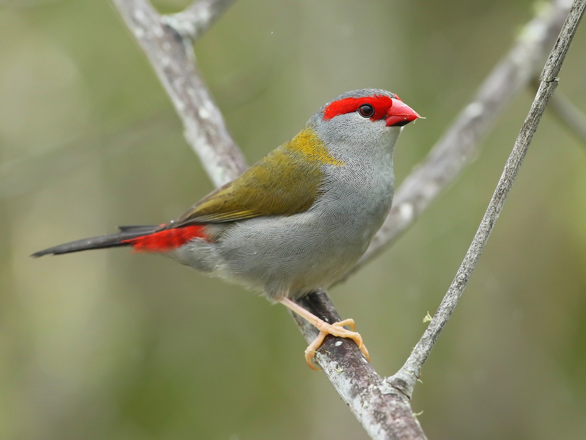 Red-browed Firetail - Neochmia Temporalis - Birds Of The World