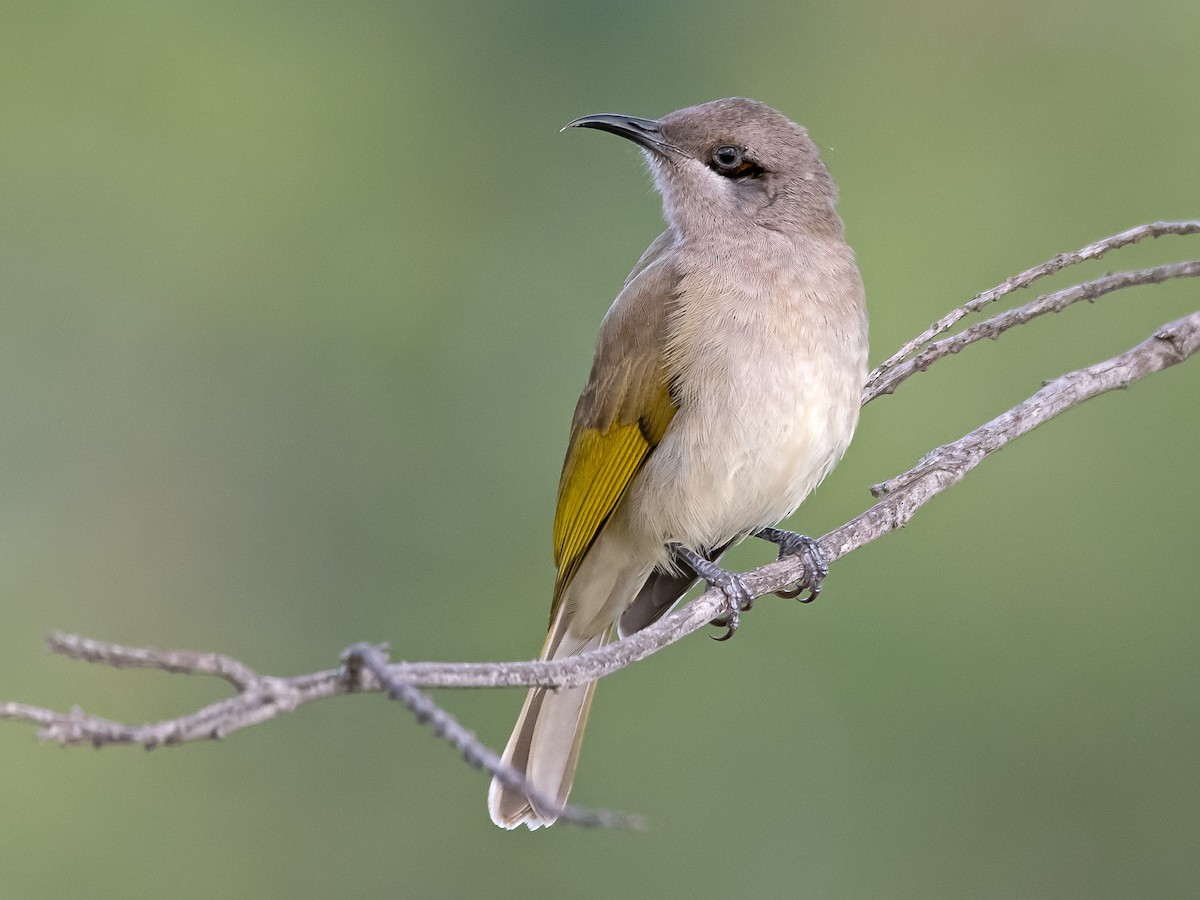 Brown Honeyeater - Lichmera indistincta - Birds of the World