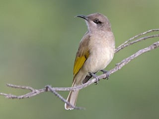  - Brown Honeyeater