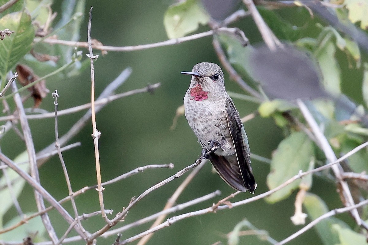 Anna's Hummingbird - ML470647151