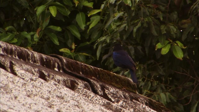Малабарская синяя птица - ML470651