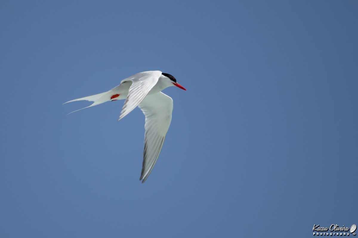 South American Tern - Kacau Oliveira