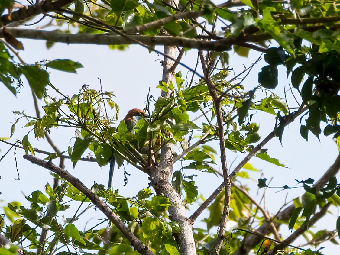 Rufous-crowned Bee-eater - ML470653931