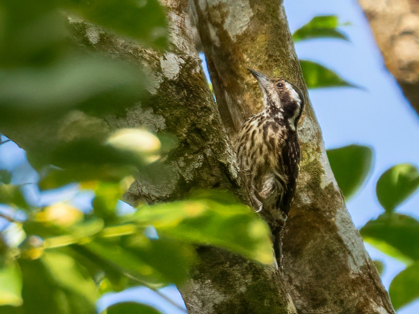 Philippine Pygmy Woodpecker - ML470654031