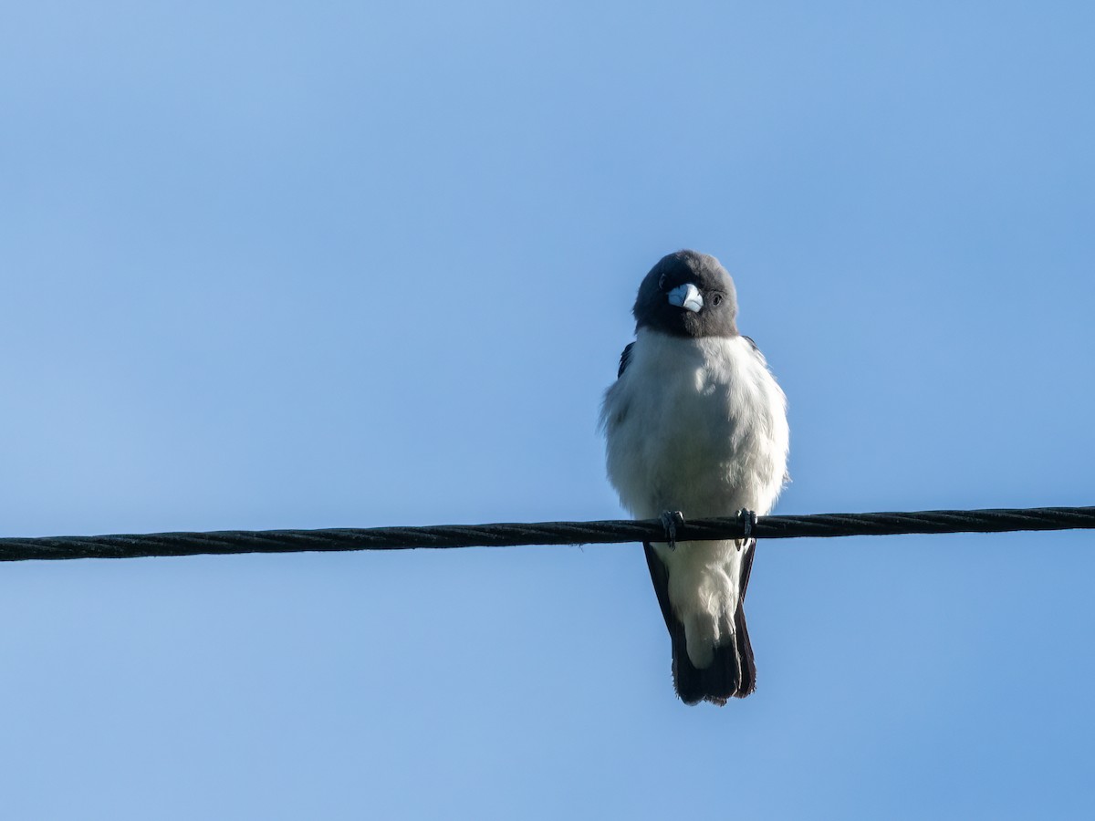 White-breasted Woodswallow - ML470654161