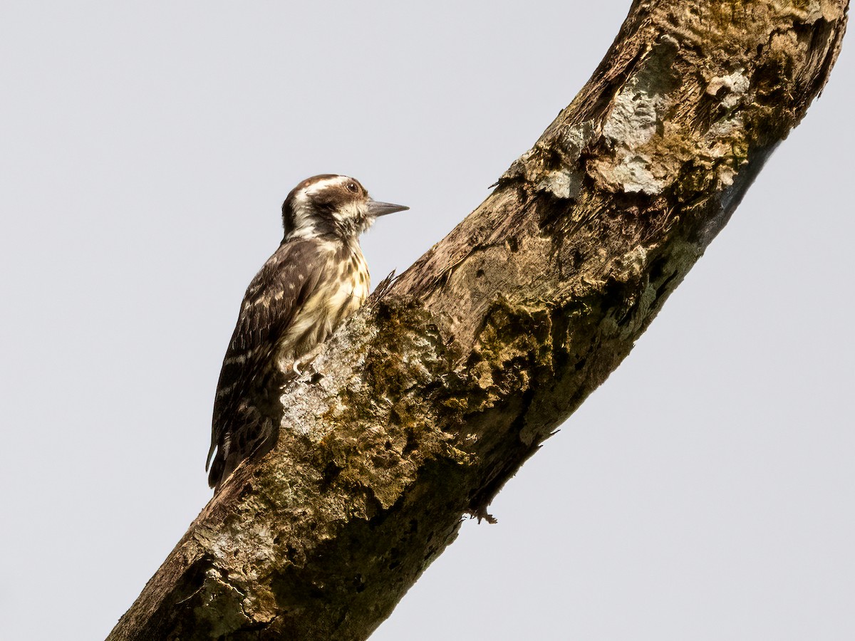 Philippine Pygmy Woodpecker - ML470654251