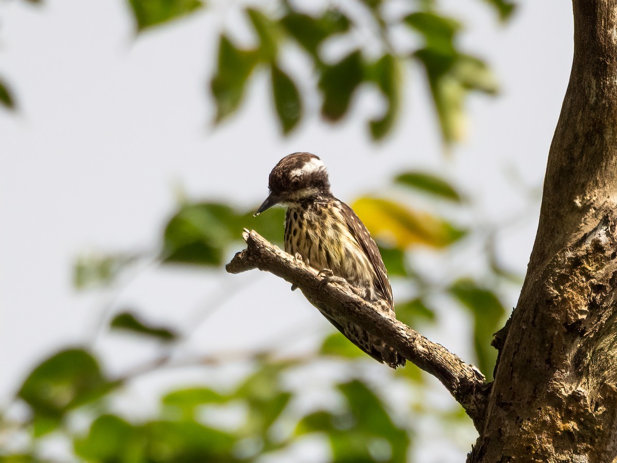 Philippine Pygmy Woodpecker - ML470654261