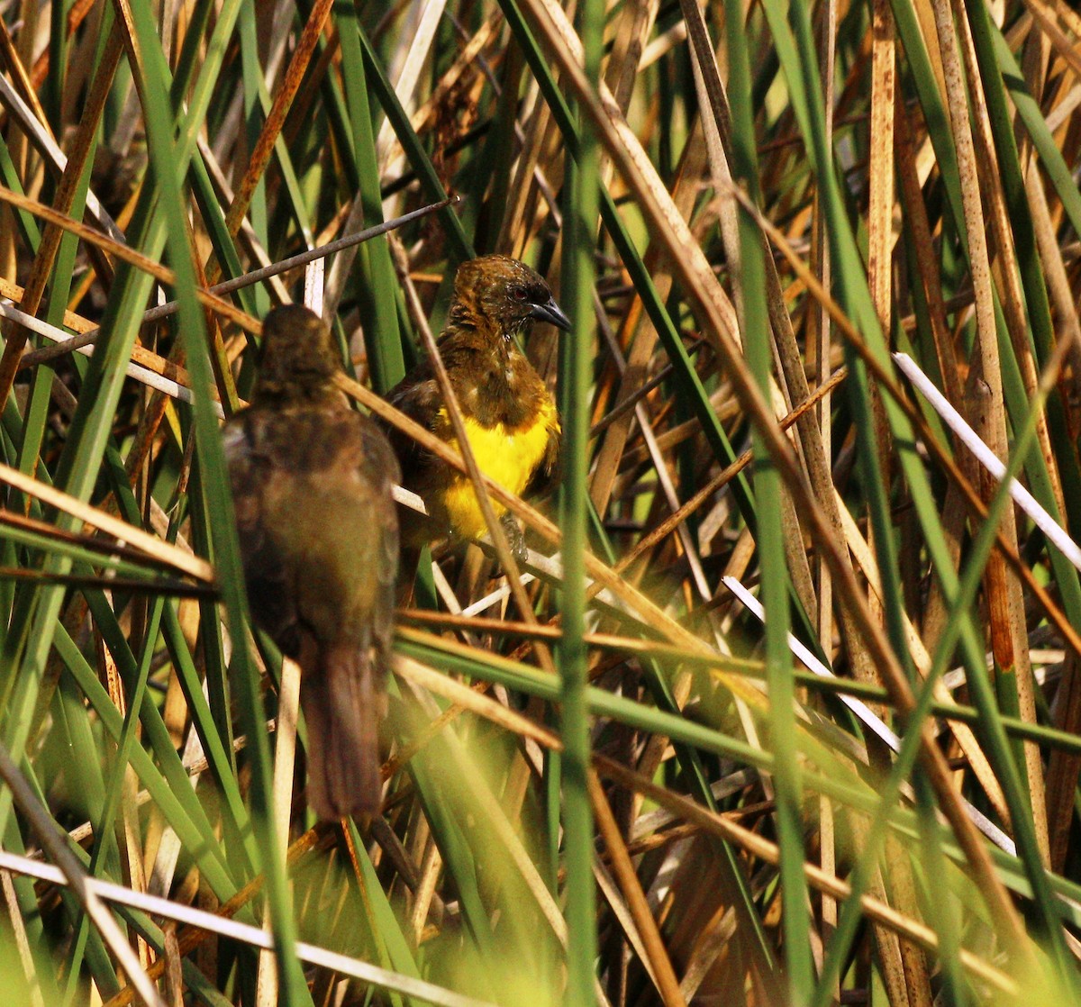 Brown-and-yellow Marshbird - Cláudio Jorge De Castro Filho