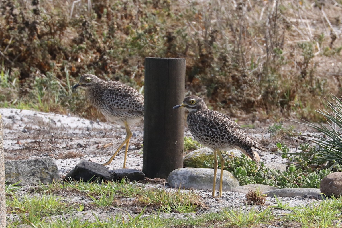 Spotted Thick-knee - ML47065831