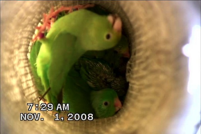 Yeşil Sokumlu Serçe Papağanı - ML470664