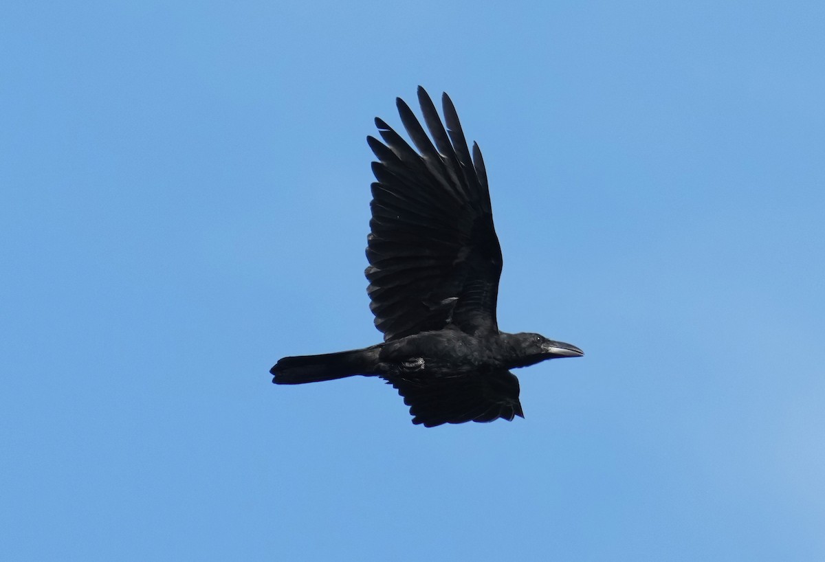 Large-billed Crow - ML470664961