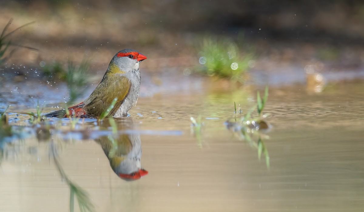 Red-browed Firetail - ML470666371