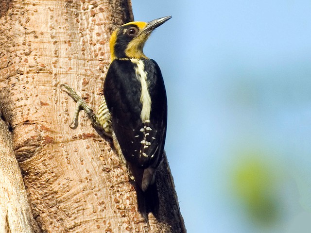Female - Golden-naped Woodpecker - 