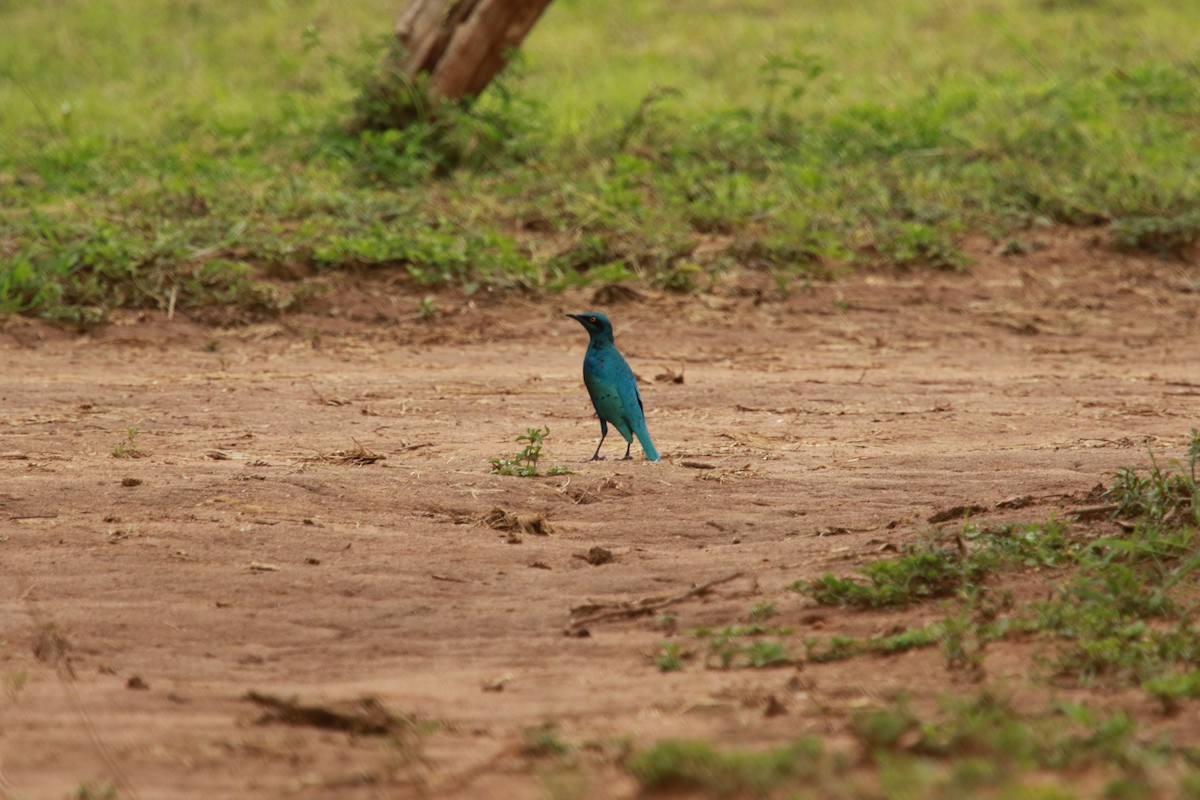 Greater Blue-eared Starling - ML470670411