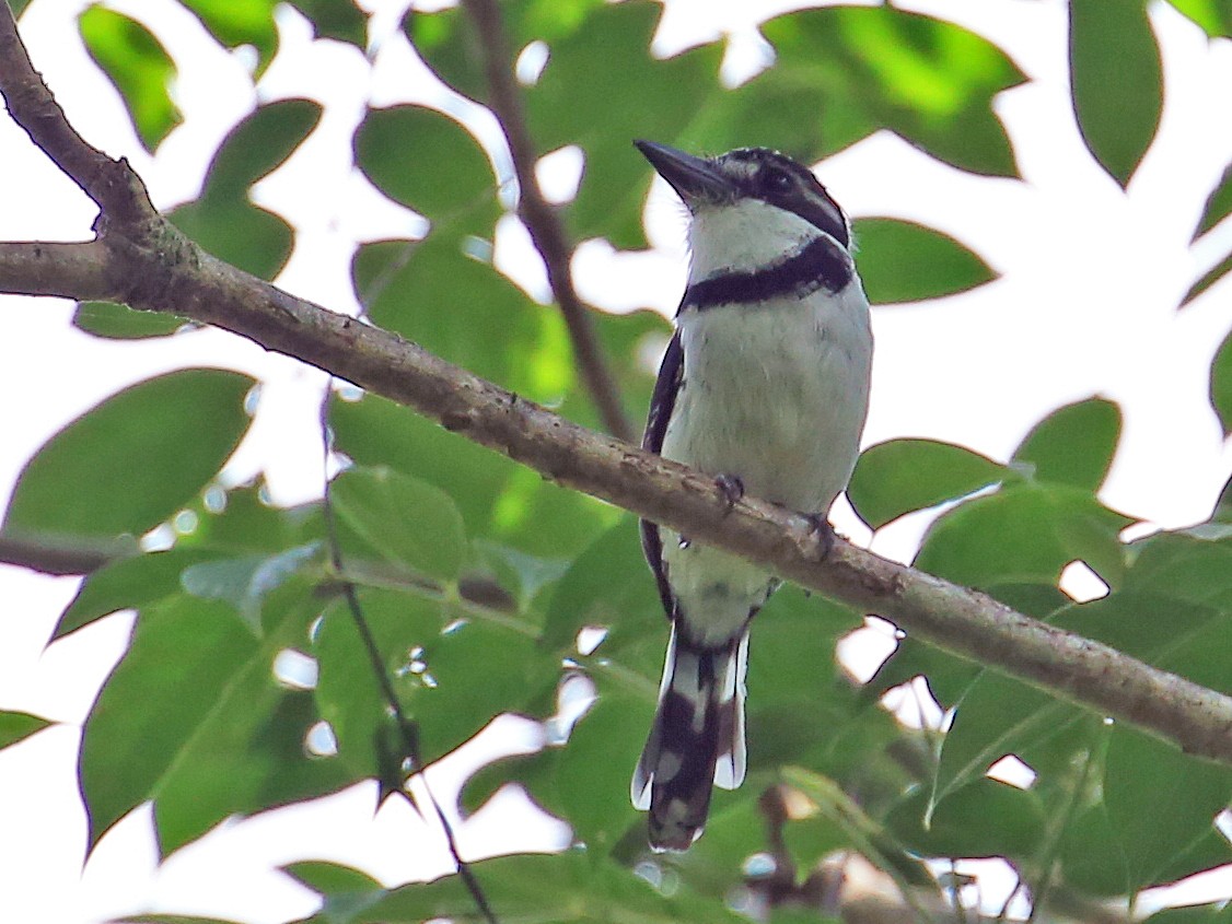 Pied Puffbird - Tim Lenz