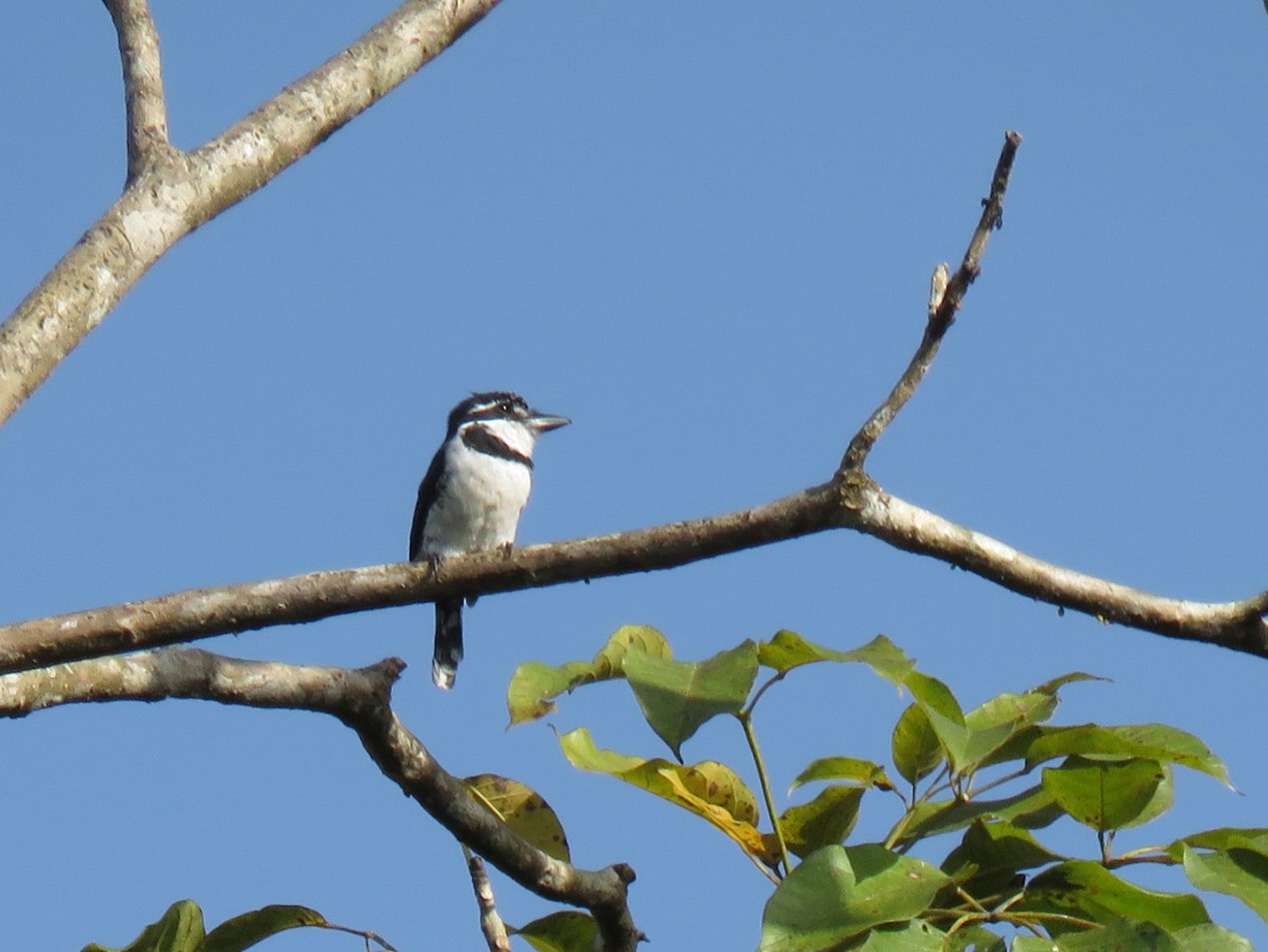 Pied Puffbird - David Larsen