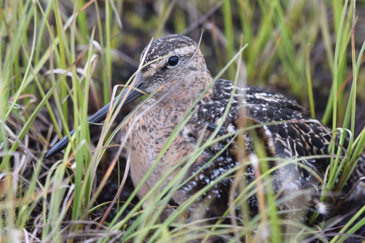 Long-billed Dowitcher - ML470676551