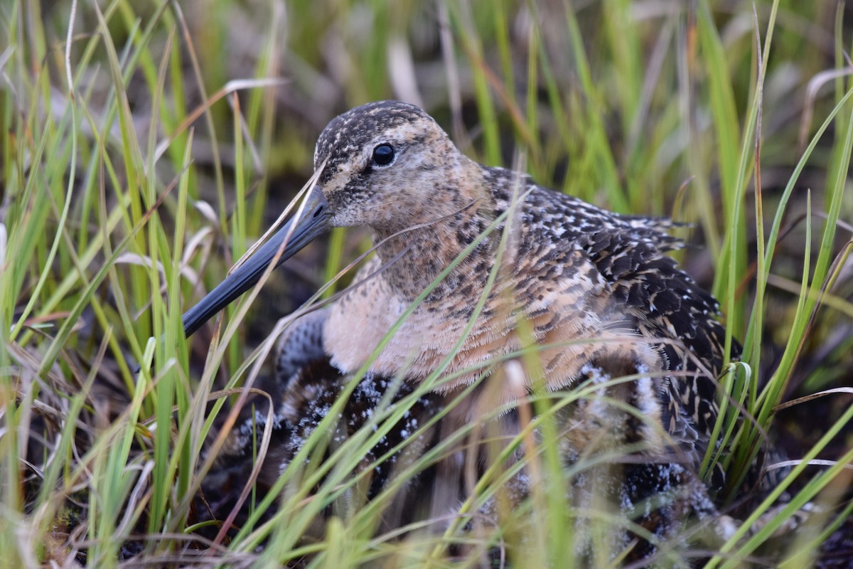 Long-billed Dowitcher - ML470676601