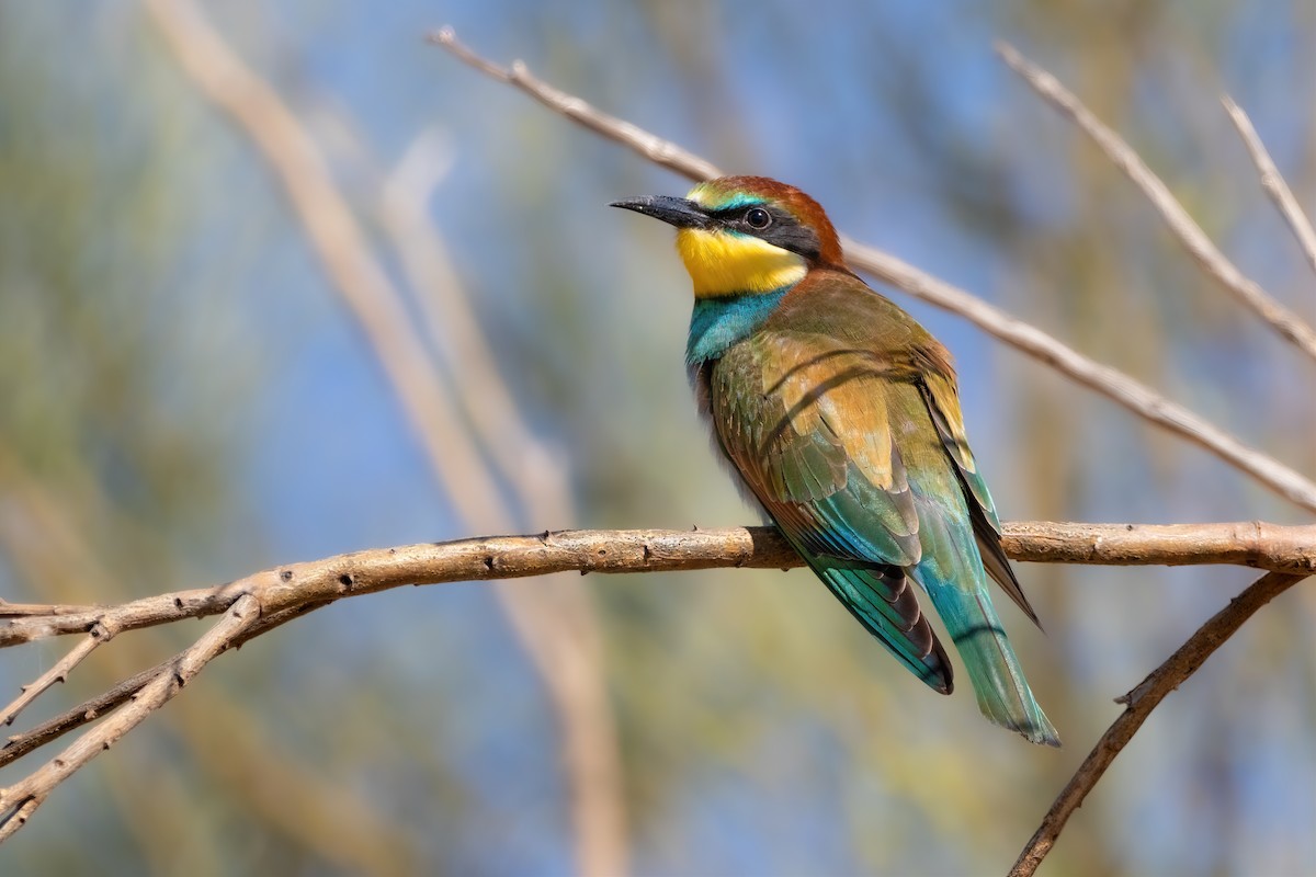 European Bee-eater - Aimar Hernández Merino