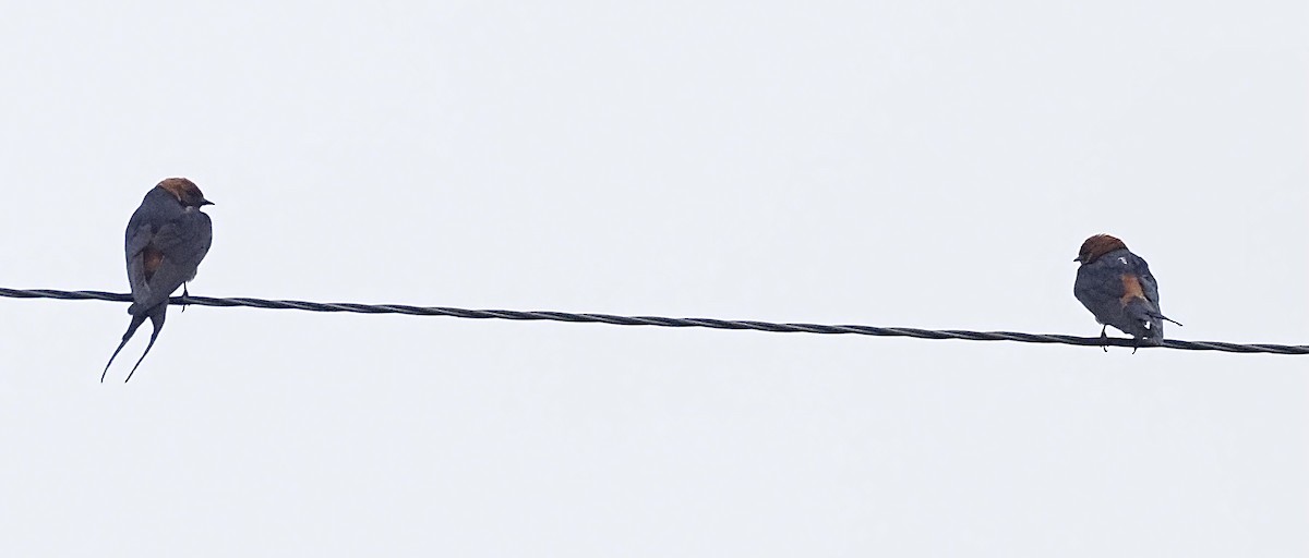 Lesser Striped Swallow - ML470683441