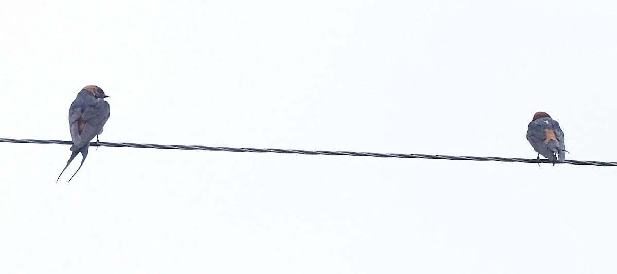 Lesser Striped Swallow - ML470683451