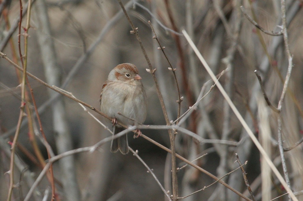 Field Sparrow - William Hull