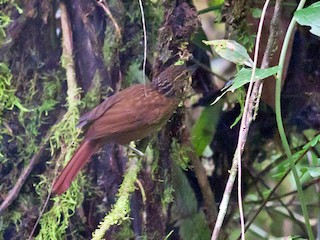  - Lineated Foliage-gleaner